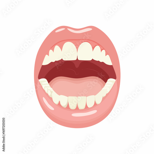 Bouche ouverte de femme, lèvres roses, dentition entièrement visible, fond blanc