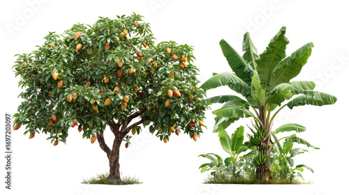Mango tree and banana tree displayed together with fruits on transparent background