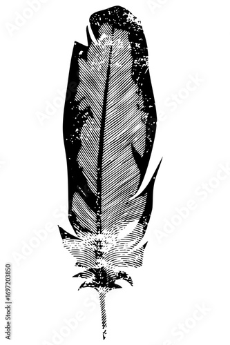 Vector Detailed feather showcases elegant quill .