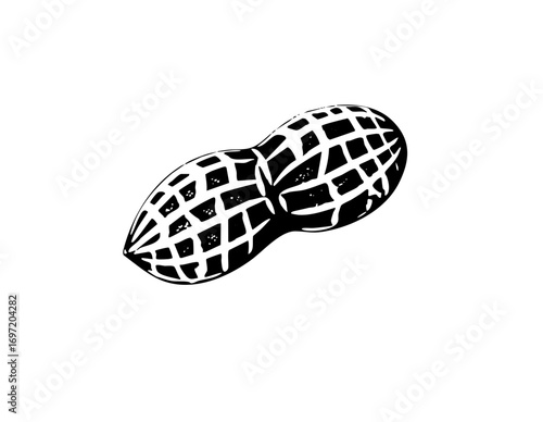 Vector Detailed black and white of a peanut .