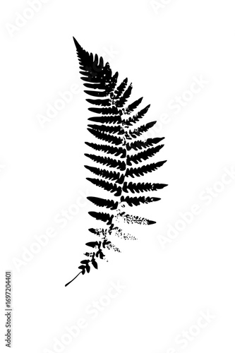 Vector Elegant fern frond showcases botanical detail.