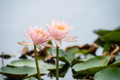 The pink water lilies in the garden