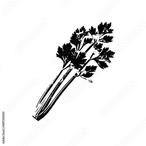 Vector Detailed black and white of a celery stalk with leaves.