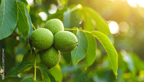 Fresh walnuts on a tree branch