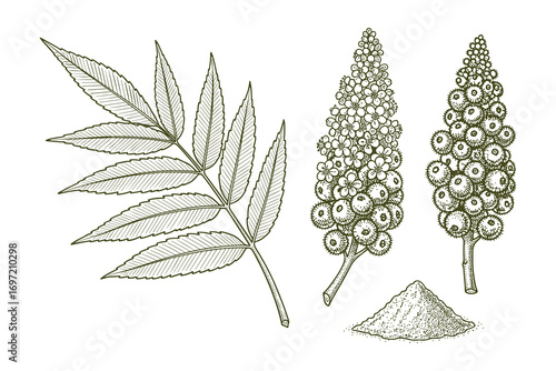 Detailed botanical engraving of Staghorn Sumac foliage, berries, and powdered spice.
