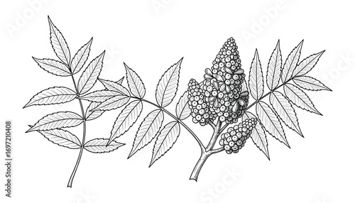 Botanical Illustration of Staghorn Sumac Plant, with Leaflets and Berries, Detailed Sketch.