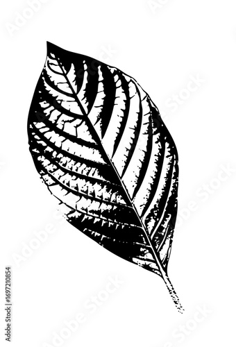 Vector Detailed botanical of a single leaf with prominent veins.