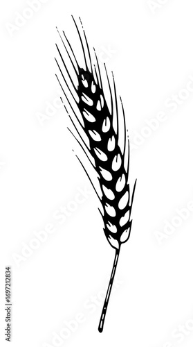 Vector Detailed black and white of a single wheat stalk.