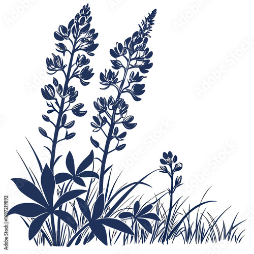 baptisia solar flare vector