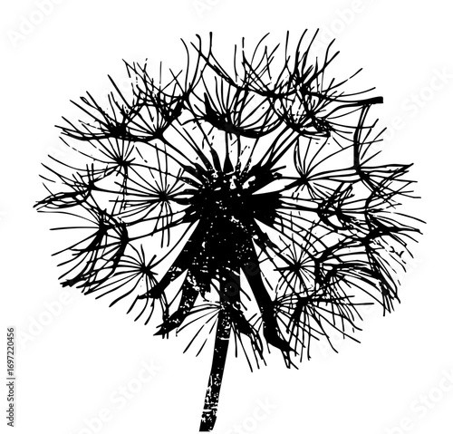 Vector Detailed dandelion seed head showcases delicate floral structure.