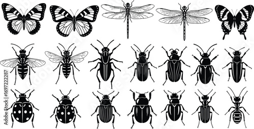 Stylized insect illustrations, butterfly, dragonfly, beetle, fly, entomology art, vector bugs, black blue insects, taxonomy, nature graphics, biology