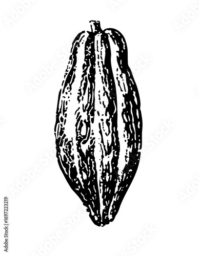 Vector Detailed of a cocoa pod with textured surface.