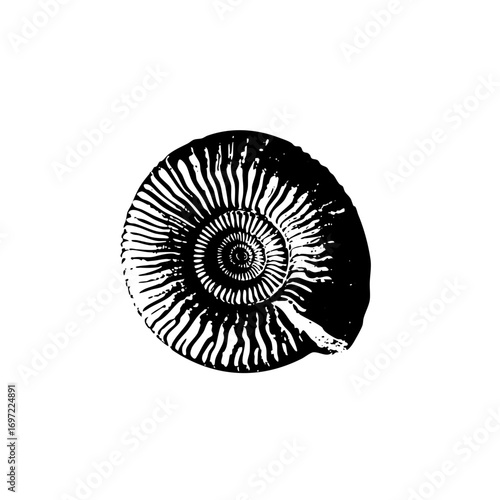 Vector Detailed ammonite with radial symmetry.