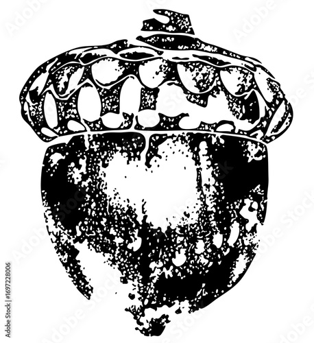 Vector Detailed acorn with textured cap and nut.