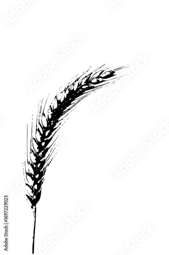 Vector Elegant wheat stalk with detailed grain texture.