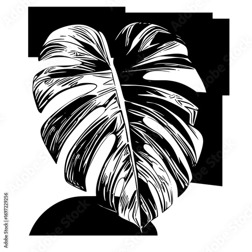 Vector Detailed Monstera Leaf