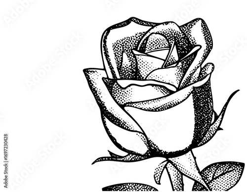 Vector Detailed of a blossoming rose with textured petals.
