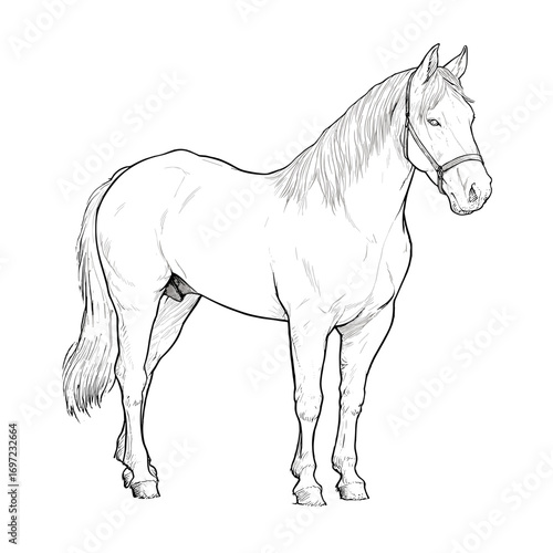Horse standing in black and white