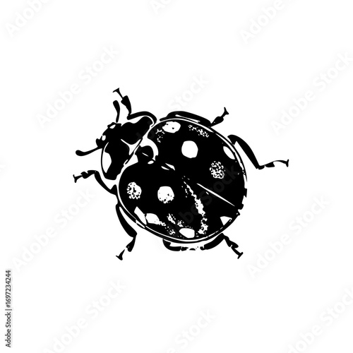 Vector Detailed black and white of a spotted beetle.