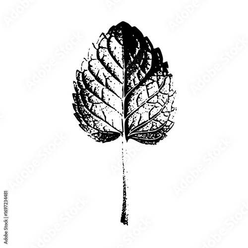 Vector Detailed botanical of a single leaf with prominent veins.