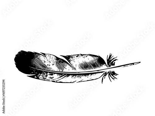 Vector Detailed black and white feather .