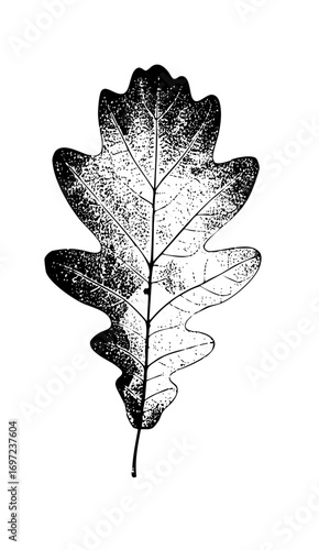 Vector Detailed oak leaf with contrasting textures.