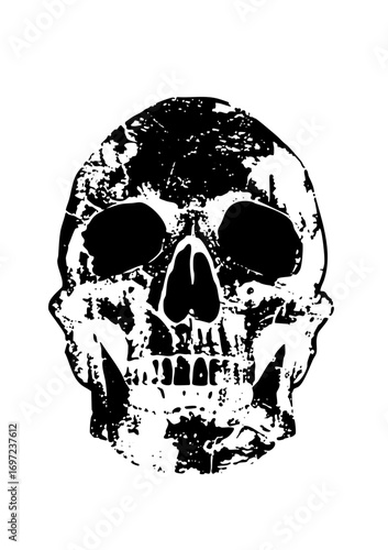 Vector Distressed monochrome skull with detailed bone structure.