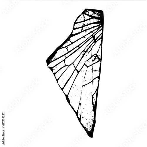 Vector Detailed butterfly wing showcases intricate vein .