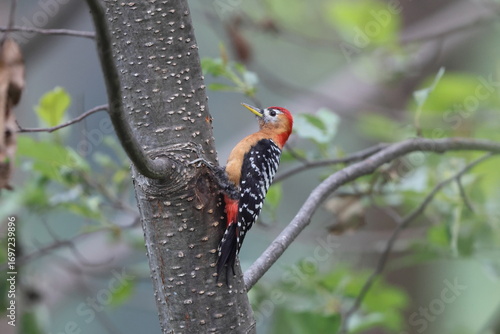 Photography The rufous-bellied woodpecker or rufous-bellied sapsucker (Dendrocopos hyperythrus) is a species of bird in the family Picidae