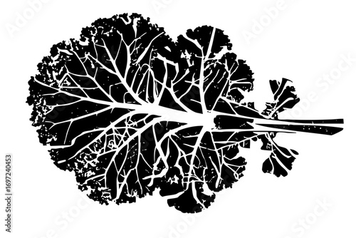 Vector Detailed kale leaf showcases intricate vein .