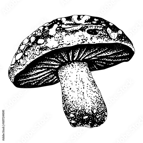 Vector Detailed of spotted mushrooms with textured caps and stems.