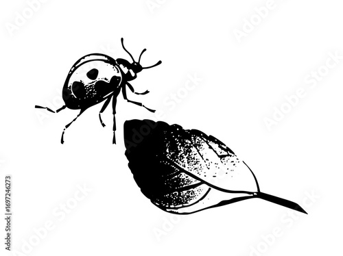Vector Ladybug perched on a textured leaf .