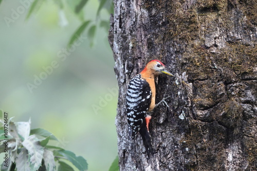 Photography The rufous-bellied woodpecker or rufous-bellied sapsucker (Dendrocopos hyperythrus) is a species of bird in the family Picidae
