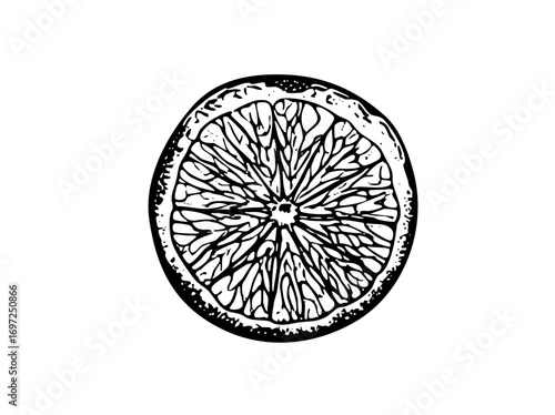 Vector Detailed of a citrus fruit slice with visible segments.