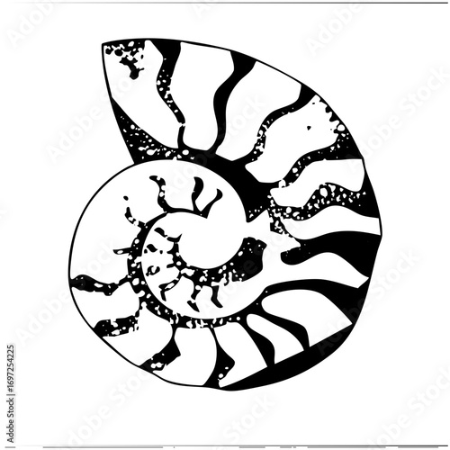 Vector Striking nautilus with bold black and white .