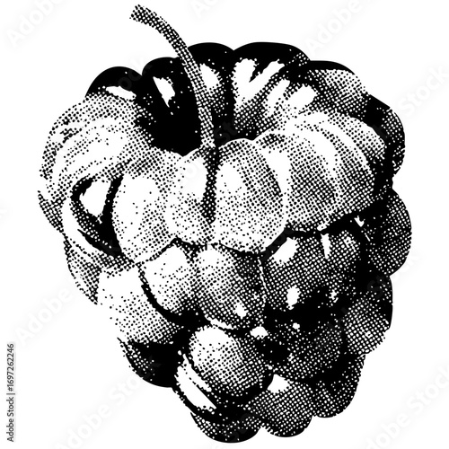 Vector Detailed of a ripe raspberry with textured surface.