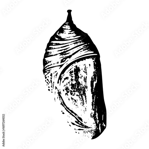 Vector Detailed of a monarch chrysalis showcases transformation.