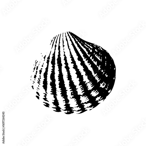 Vector Black sketch of a scallop with radiating lines.