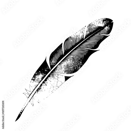 Vector Detailed feather showcases elegant quill .