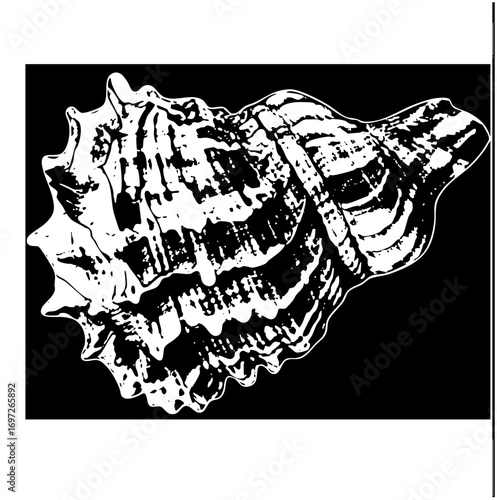 Vector Detailed of a textured seashell with spiraling ridges.