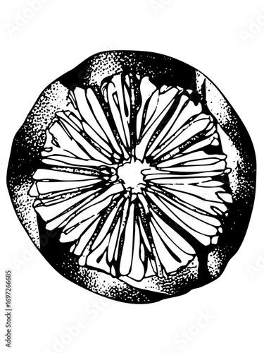 Vector Detailed citrus slice showcases radial segments.