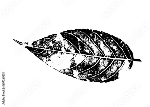 Vector Detailed leaf showcases natural botanical elements.