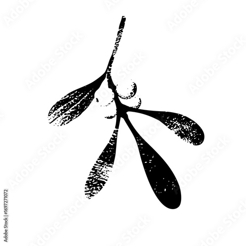 Vector Botanical mistletoe sprig with textured leaves.