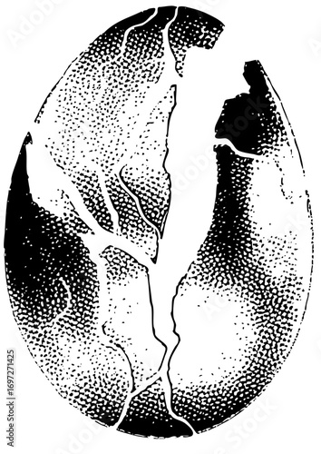 Vector Cracked eggshell reveals emerging form .