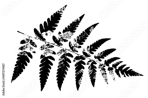 Vector Detailed fern frond showcases botanical elegance.