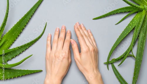 Hands and aloe vera on gray background