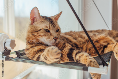 Cute little bengal kitty cat laying on the cat's window bed watching on the room. Sunny seat for cat on the window.