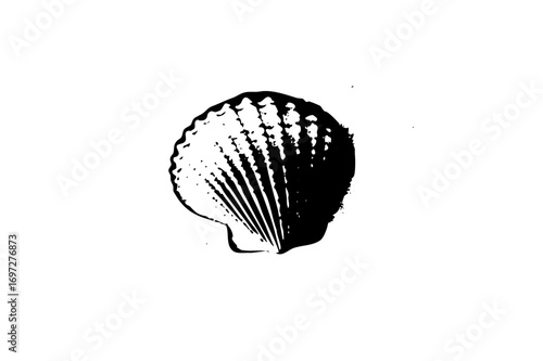 Vector Detailed of a single scallop .