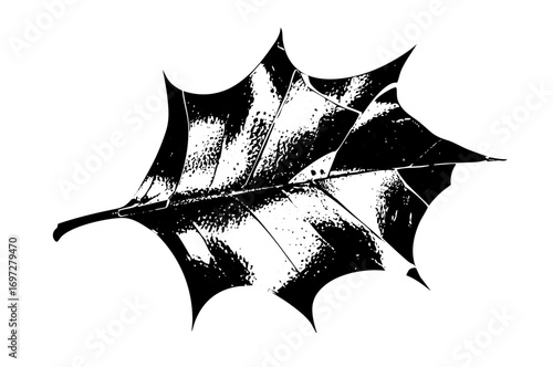 Vector Detailed of a textured holly leaf with a prominent stem.