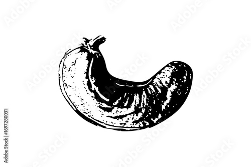 Vector Detailed of a curved squash vegetable.